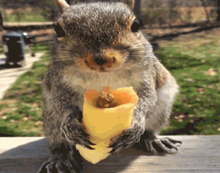 小老鼠吃零食gif图片