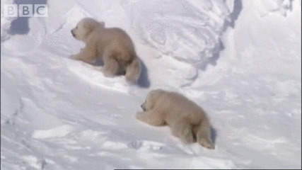 两只小北极熊在雪地里爬行gif图片