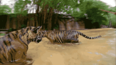 老虎在水里洗澡啊gif图片
