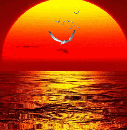 海上的夕阳与海燕gif图片
