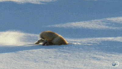 蹦蹦跳跳的狐狸gif图片