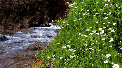 一条开满鲜花的小溪gif图片