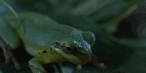 吃害虫的小青蛙gif图片:青蛙,