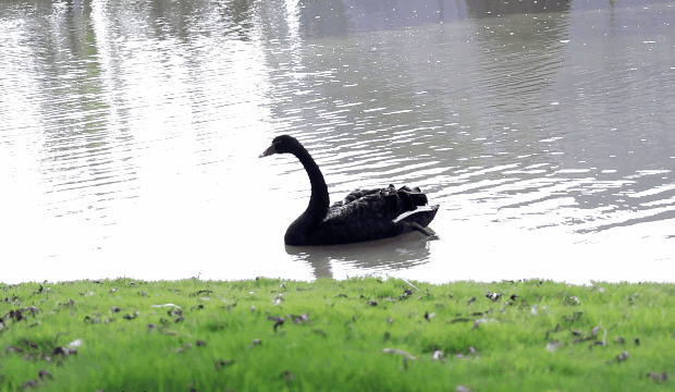 黑天鹅水中游泳GIF图片:黑天鹅
