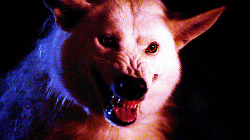 白色的恶狼獠牙利齿GIF图片