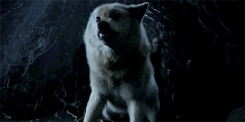 黑夜中一只白色的恶狼GIF图片:恶狼