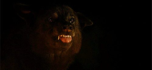 黑夜中一只獠牙利齿的恶狼GIF图片:恶狼