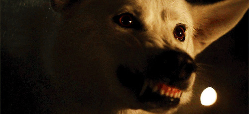 一只白色恶狼不停的撕叫GIF图片:恶狼