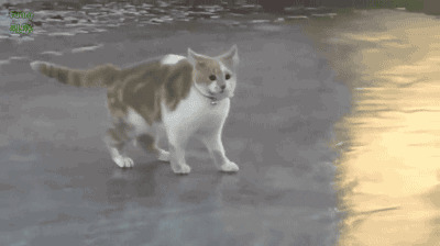 冰面上玩耍的猫猫GIF图片:猫猫