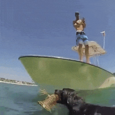 狗狗下海捉龙虾GIF图片