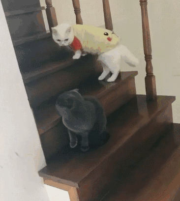 小猫咪爬楼梯gif图片:小猫咪