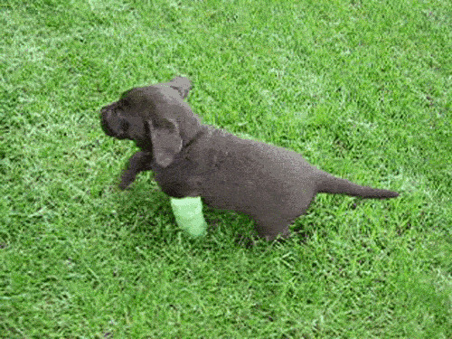 受伤的小狗狗在草地上奔跑gif图片