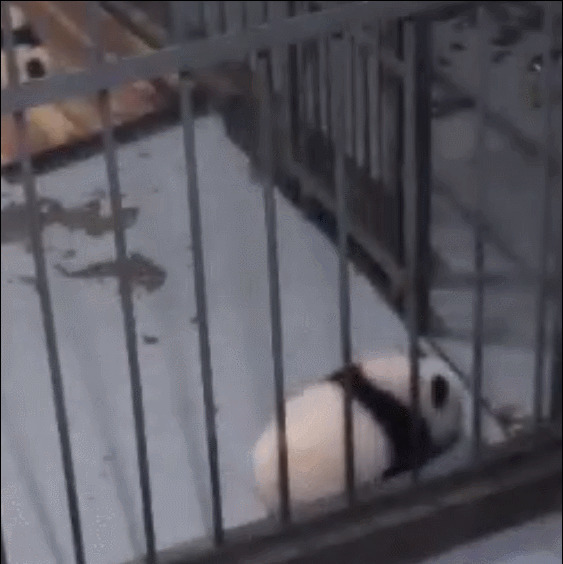 小熊猫越狱找妈妈GIF图片:熊猫