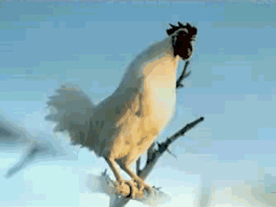 一只白色的老公鸡打鸣GIF图片:打鸣,公鸡