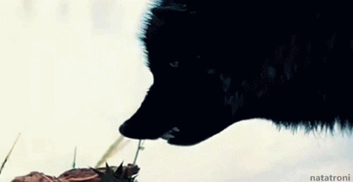 一只狂叫的大恶狼GIF图片:恶狼