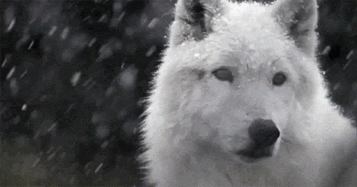 暴风雪中出来寻食物的白狼GIF图片