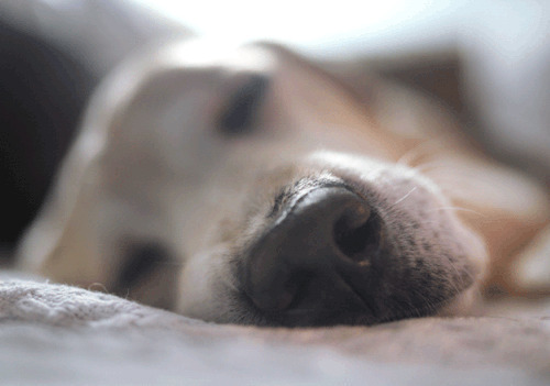 一只小狗狗趴在地上熟睡的样子gif图片:狗狗