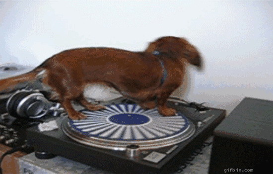 狗狗唱片机上转圈圈gif图片:唱片,狗狗