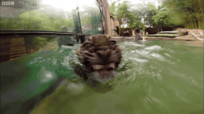 伶牙俐齿的老虎在水里游泳gif图片