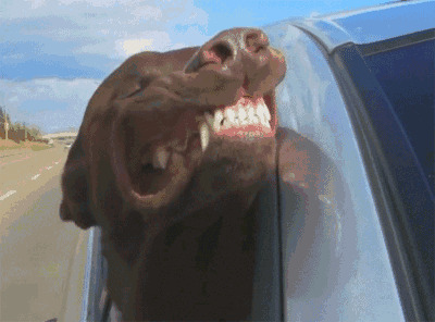 一只狗狗把头伸向车窗外边露出锋利的牙齿gif图片
