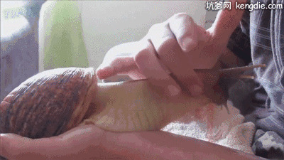 超级大蜗牛GIF图片