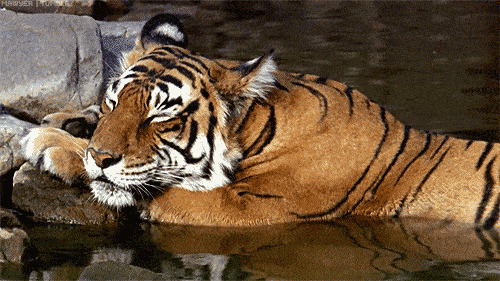趴在水边静静睡觉的老虎gif图片