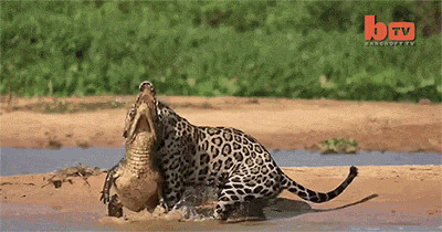 凶猛的豹子在水边扑捉鳄鱼GIF动态图