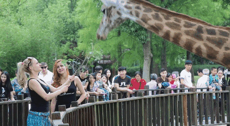 两个女孩在动物园里给长颈鹿喂青草GIF图片