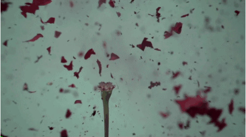 一朵鲜艳的玫瑰花突然爆炸GIF动态图
