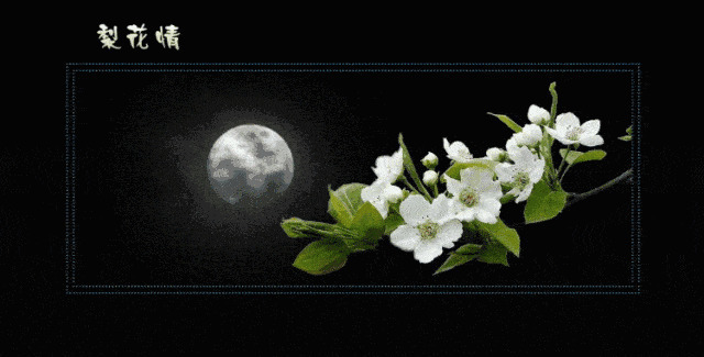 月下梨花情动态图片素材