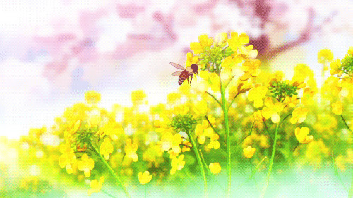 小小蜜蜂在采蜜动画图片