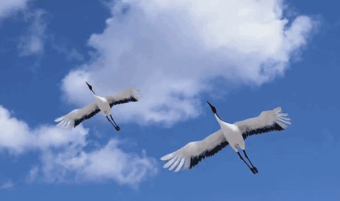 两只大雁在蓝天白云下翱翔GIF动态图