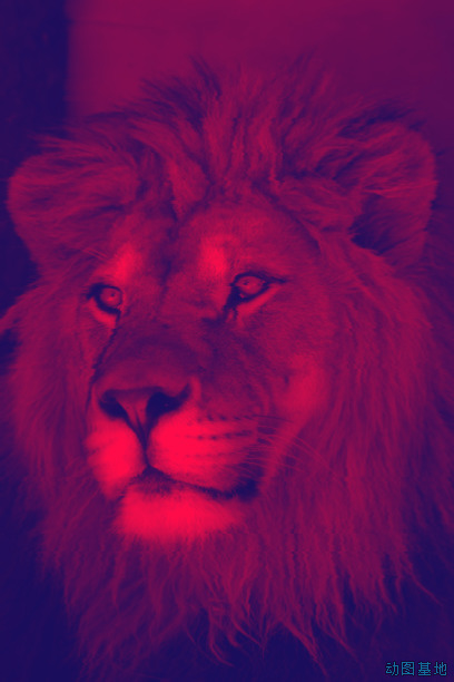 狮子的头像gif图片:狮子