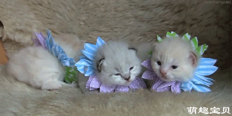 三只戴花环的白色萌猫动态图片