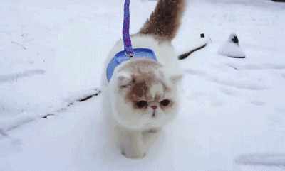 下雪天牵着猫咪在雪地上散步gif图片