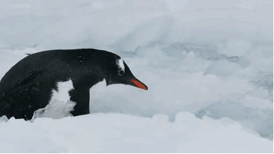 企鹅在寒冷的雪地里慢慢的走路GIF动态图
