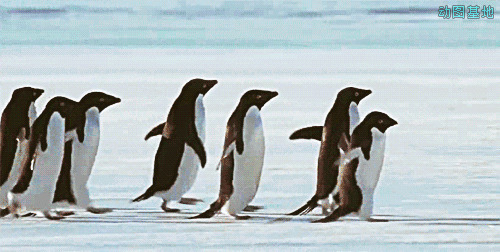 一群可爱的小企鹅排着队走路GIF动态图:企鹅