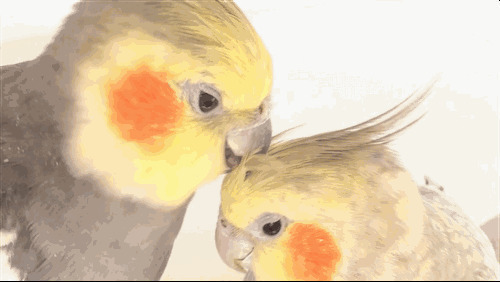 两只可爱的鹦鹉相互之间挠头皮GIF动态图:鹦鹉