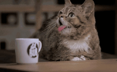 淘气的猫猫的张着嘴伸着舌头睡觉GIF动态图:猫咪,打盹