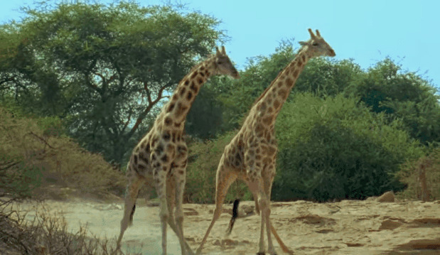 两只长颈鹿斗架gif图片:长颈鹿