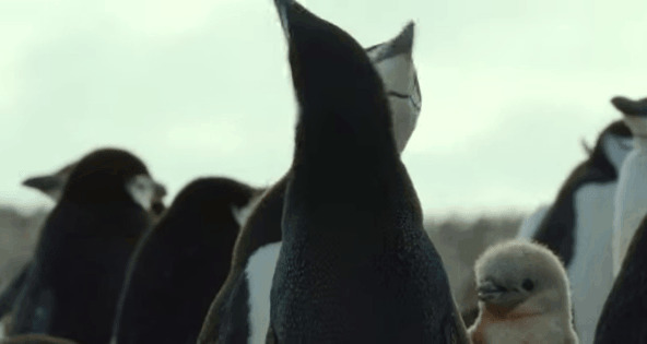 企鹅鸣叫gif图片:企鹅
