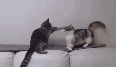 两只可爱的猫咪打架gif图片
