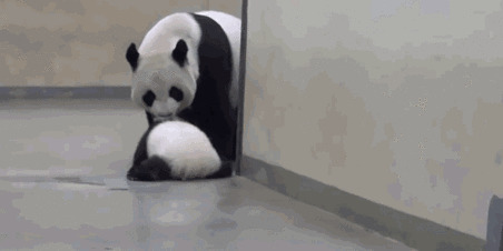 可爱的国宝大熊猫gif图片:大熊猫