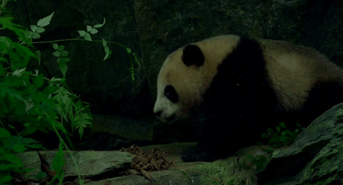 懒洋洋的国宝大熊猫gif图片:熊猫