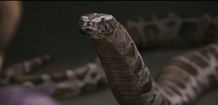 一条超级大蟒蛇gif图片