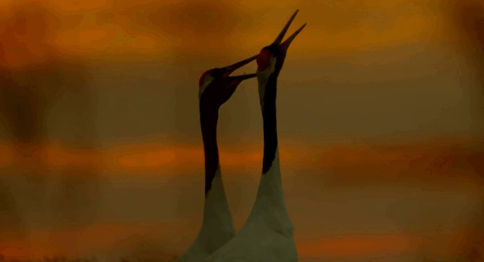 美丽的丹顶鹤gif图片:丹顶鹤