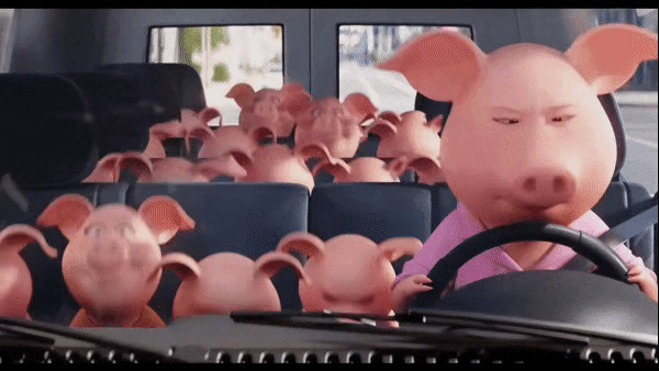 小猪开车gif图片:小猪