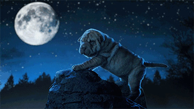 黑夜里的小狗狗gif图片:小狗狗