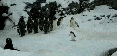 雪山上的企鹅蹦蹦跳跳gif图片:企鹅