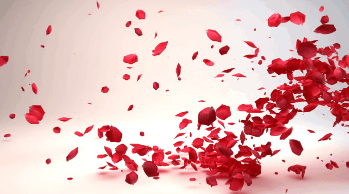 飘洒的玫瑰花瓣gif:玫瑰花,情人节